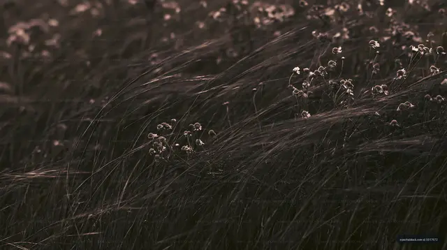 Wild grass and flowers sway in the wind during sunset