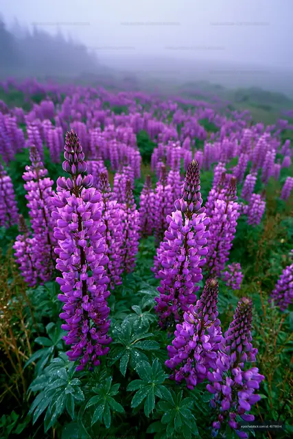 Purple lupine flowers in a foggy meadow during daylight
