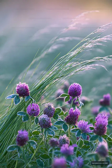 Purple flowers and grass sway in a meadow during golden hour