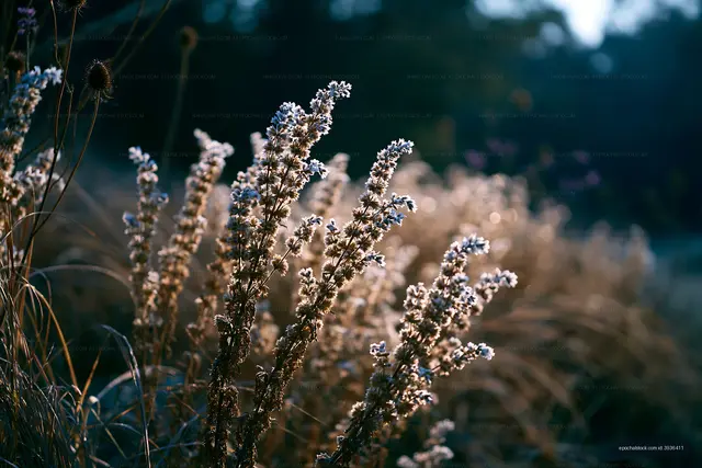 Wildflowers growing in a field during sunset