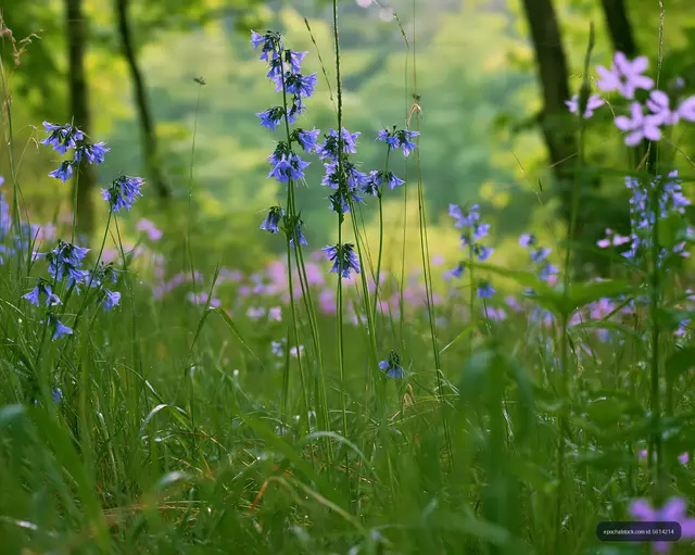 Wildflowers blooming in a green forest during springtime