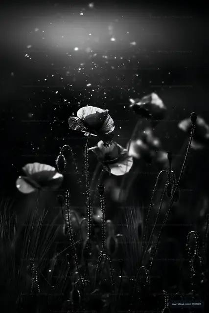 Black and white flowers in a field with gentle light