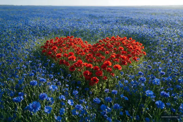 Red flowers form heart shape in a blue flower field