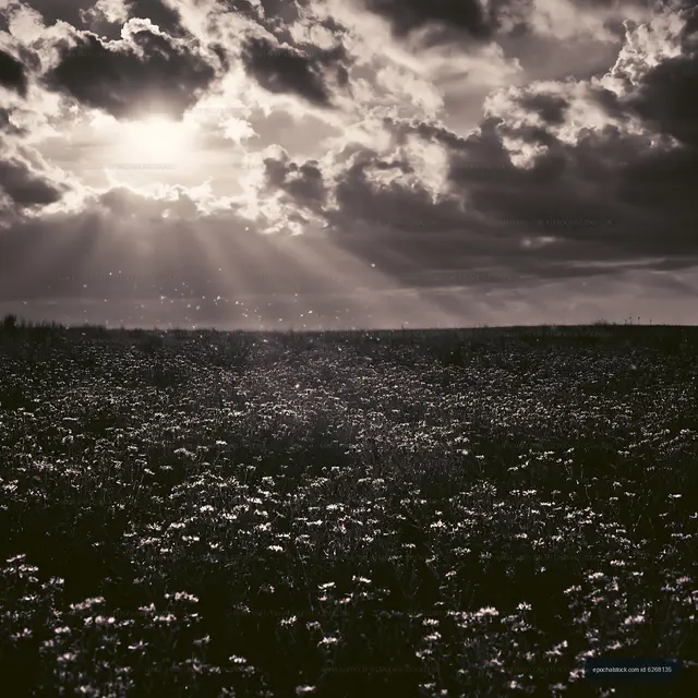 Sunlight shining over a field of flowers in black and white