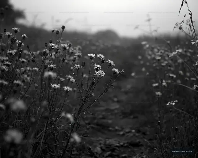 Black and white flowers in a misty field during early morning