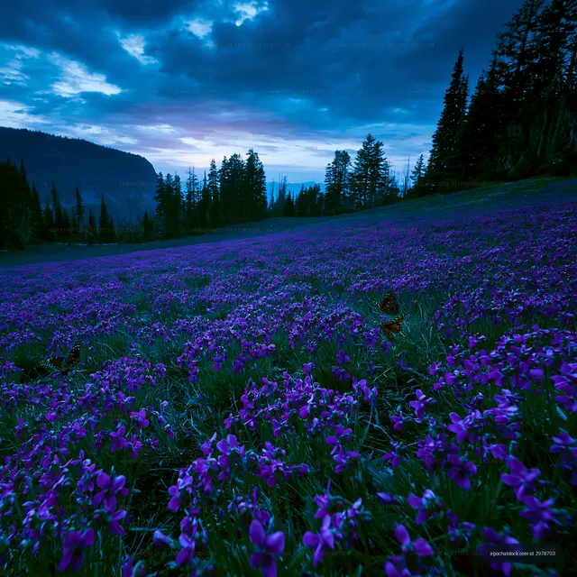 Violet flowers bloom in a mountainous area during twilight