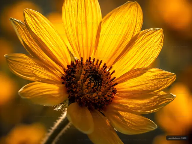 Bright sunflower in a field during sunny weather