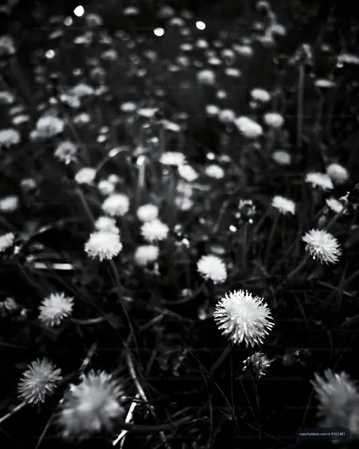 Field of small white flowers in black and white