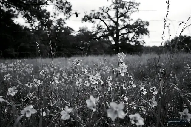 Wildflowers in a field with trees in the background