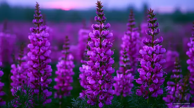 Vibrant purple flowers in a field at sunset