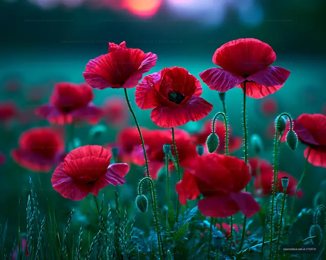 Red poppy flowers bloom at sunset in a natural field