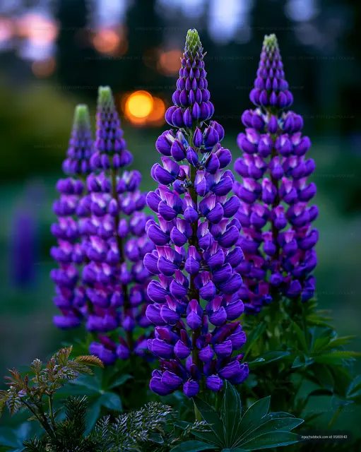 Purple flowers blooming at sunset in a garden setting