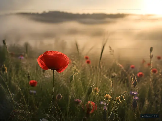 Sunrise over a field of red poppies and wildflowers