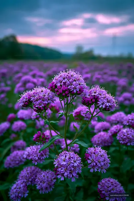 Purple flowers bloom in a field under a cloudy sky at sunset