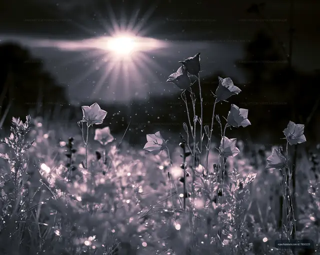 Flowers in a field under bright sunlight at dusk