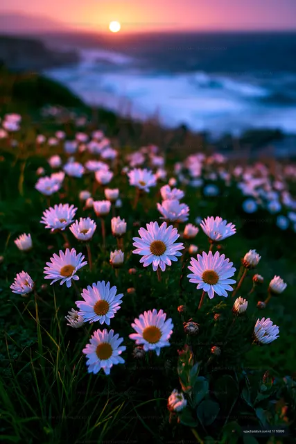 Sunset view of daisies by the ocean