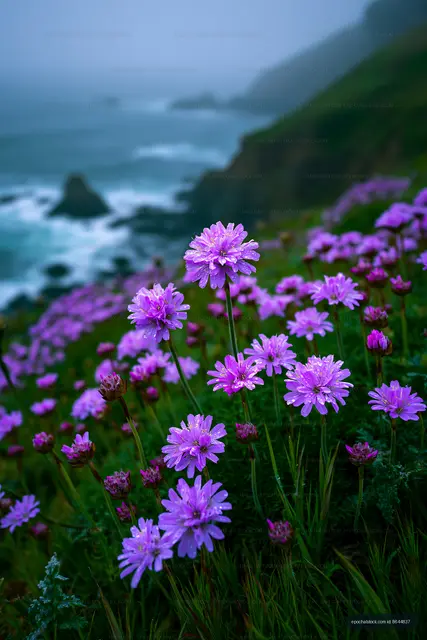 Purple flowers bloom near the ocean on a foggy day
