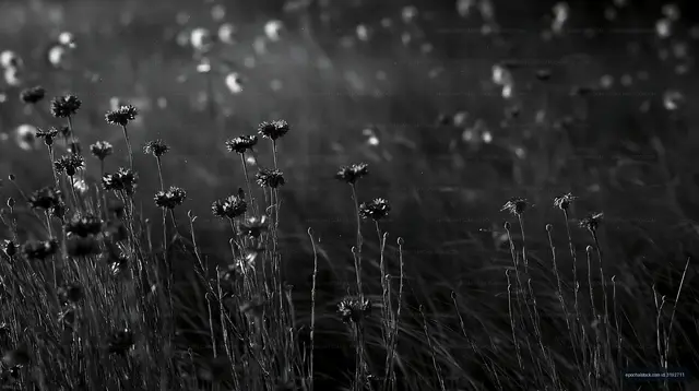 Black and white close-up of flowers in a field at sunset