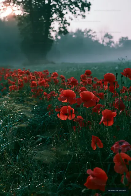 Poppies blooming in a misty field during early morning light