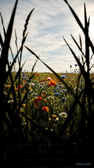 View of wildflowers in a meadow under a cloudy sky