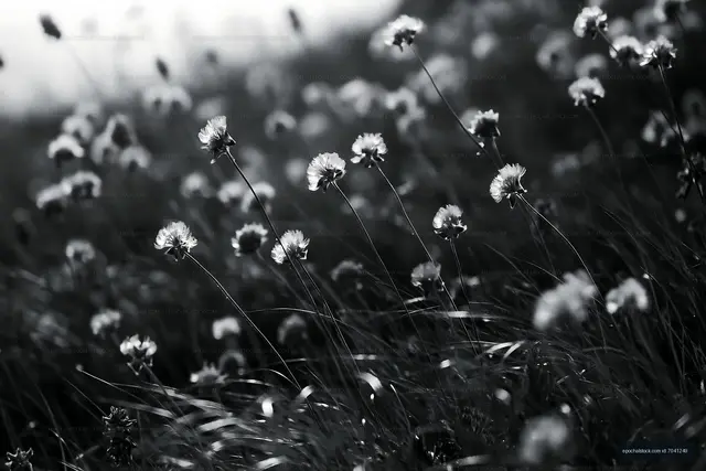 Black and white flowers in a field with soft sunlight