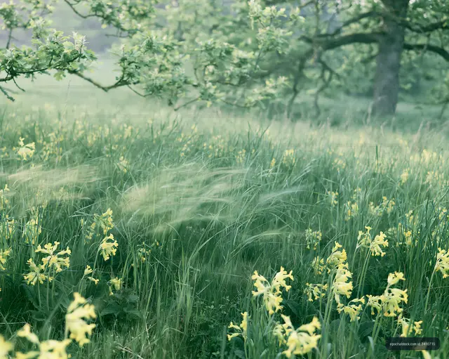 Yellow flowers in green grass under a tree on a misty day