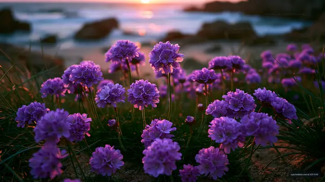 Flowers blooming near the beach during sunset