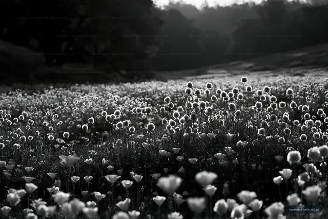 Black and white field of flowers with sunlit blooms