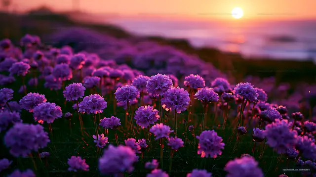 Sunset over purple flowers by the coast