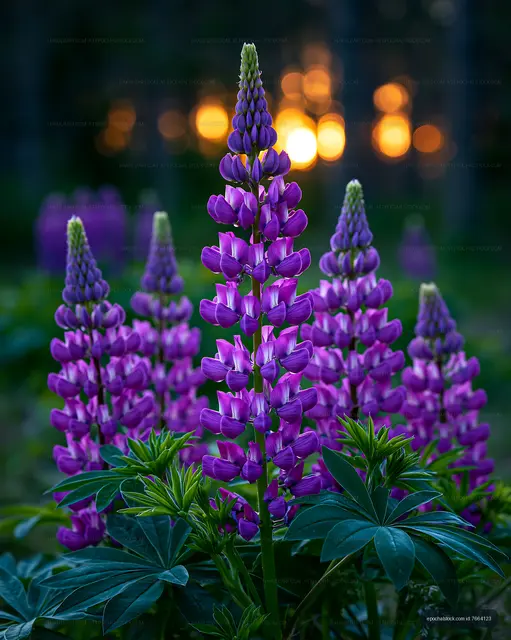 Purple lupine flowers blooming with sunset in the background