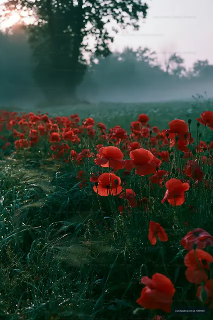 Poppy flowers blooming in meadow at dawn with morning mist