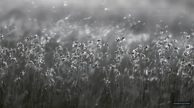 Black and white field of flowers swaying in the wind