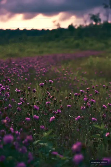 Field of wildflowers in bloom during sunset