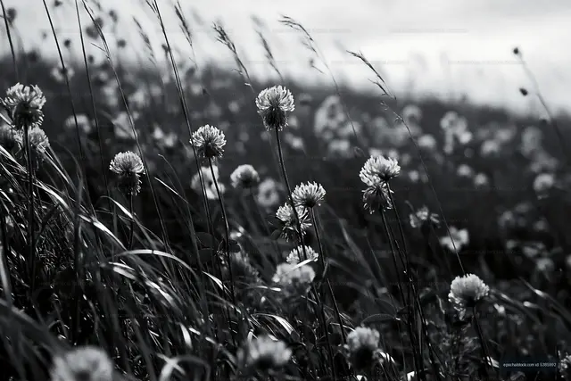 Black and white flowers in a grassy field at sunset