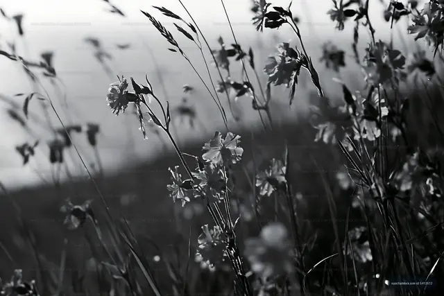 Black and white close-up of wildflowers in a meadow