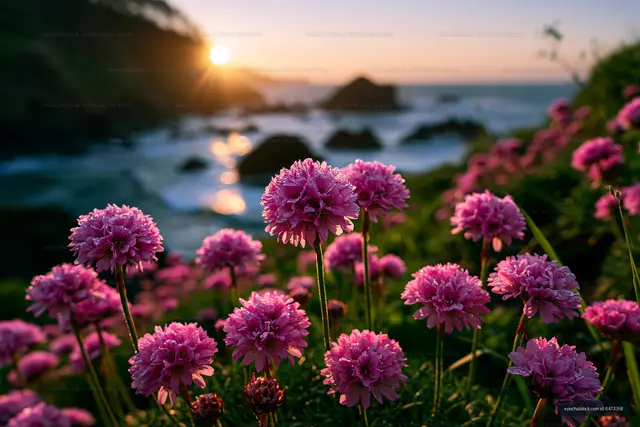 Pink flowers bloom near the ocean at sunset