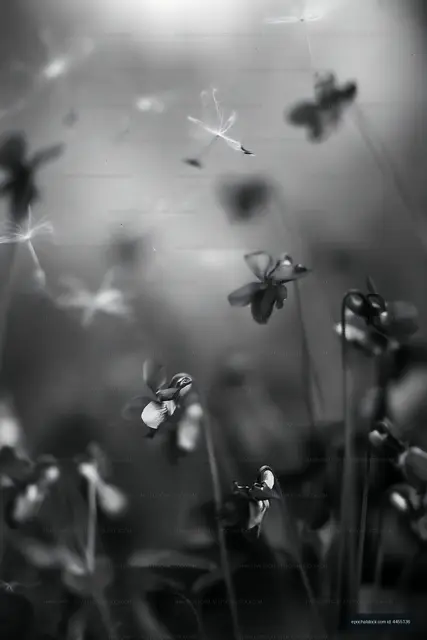 Black and white close-up of flowers in a field