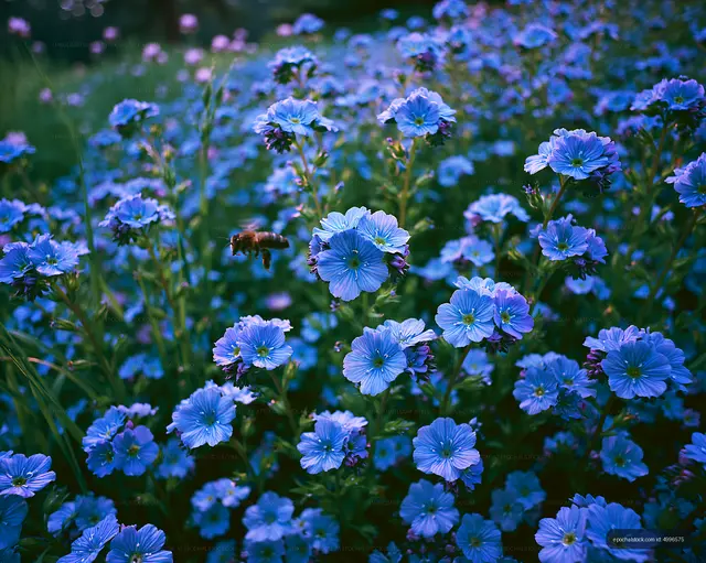 Blue wildflowers with bee in a green field during daytime