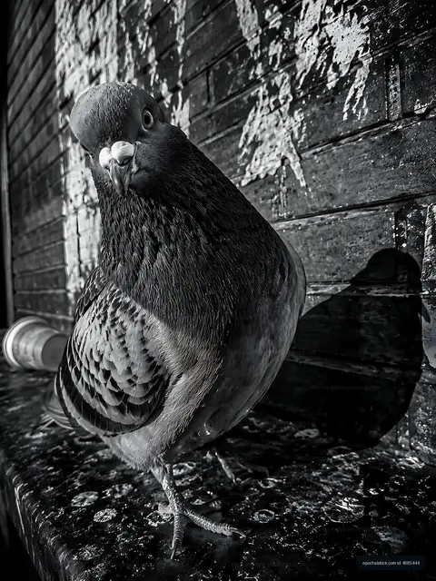 Pigeon standing on a ledge in black and white