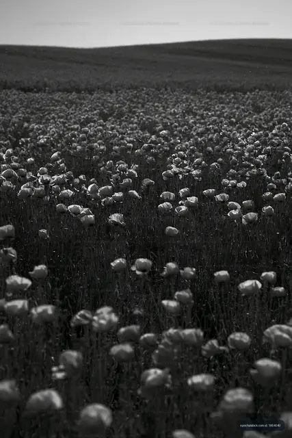 Black and white field of flowers under sunlight