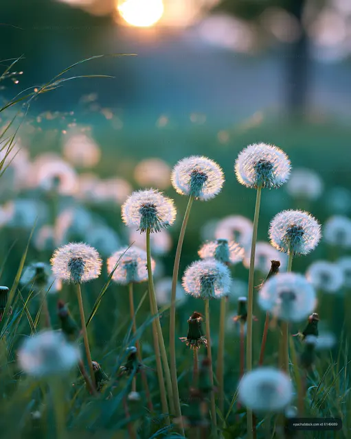 Dandelion flowers in sunlight during evening time