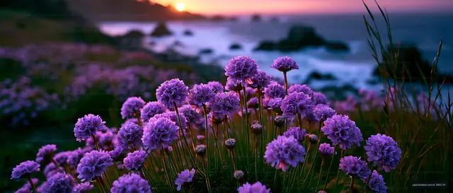 Purple flowers near the ocean at sunset