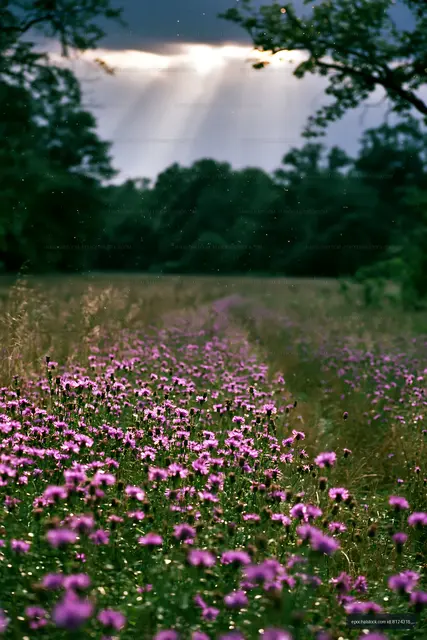 Pink flowers bloom in a field under cloudy skies