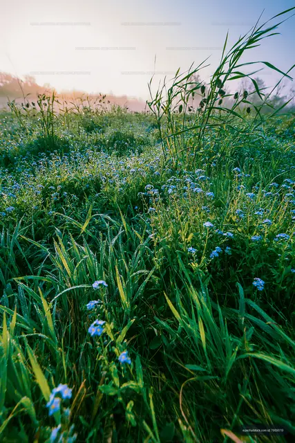 Morning dew on grass and wildflowers in a meadow