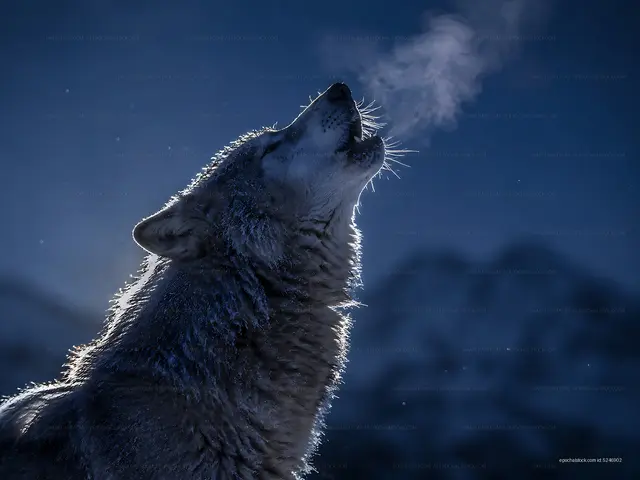 Wolf howling in the snowy night with mist rising from its breath
