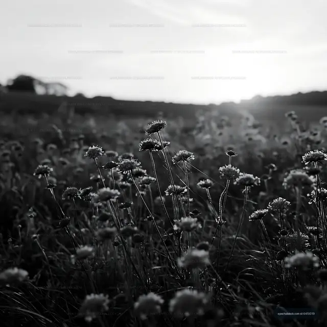 Wildflowers in a field at sunset