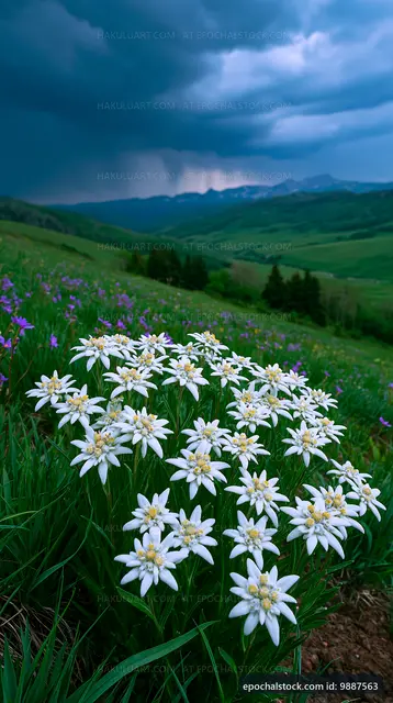 Wildflowers bloom in a mountain valley under a dramatic sky