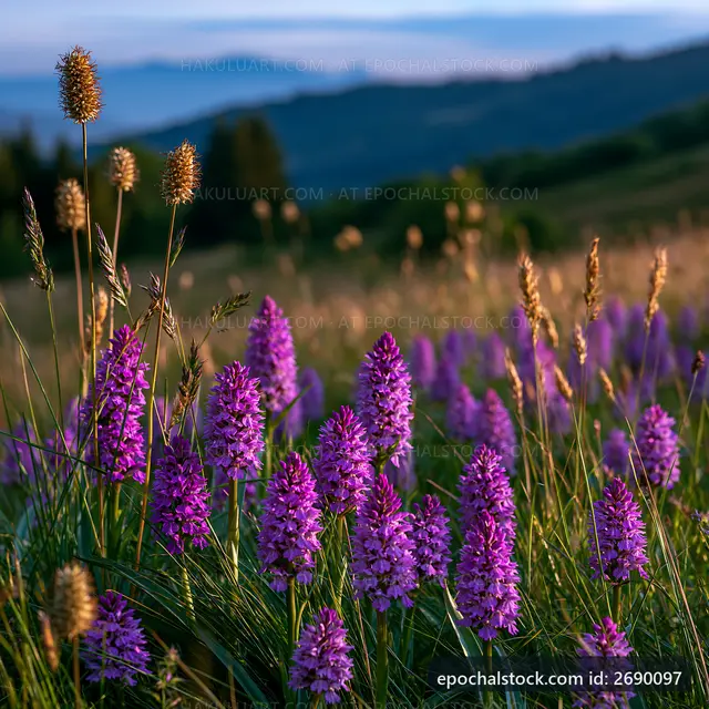 Purple flowers bloom in a grassy field during sunset