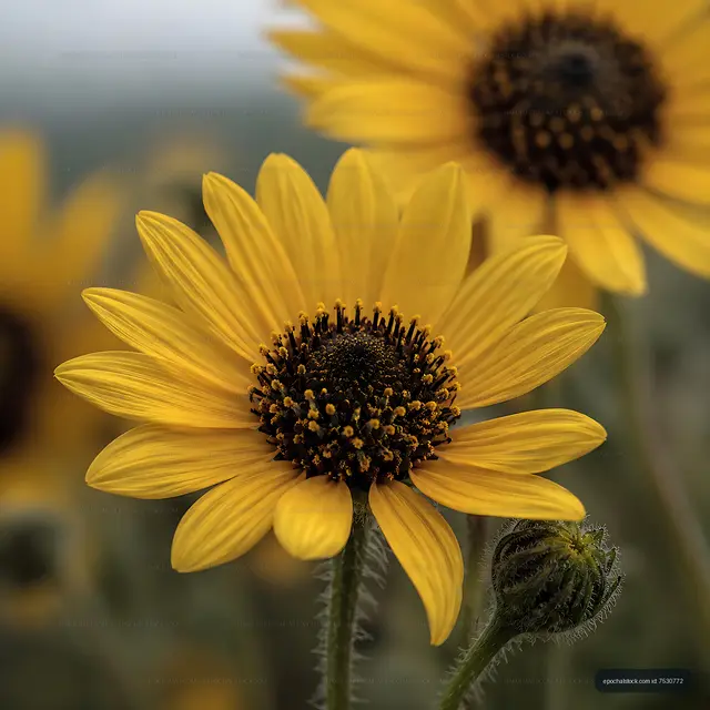Bright sunflowers blooming in a field on a sunny day