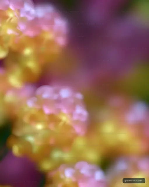 Colorful flower petals with a blurred background in a garden